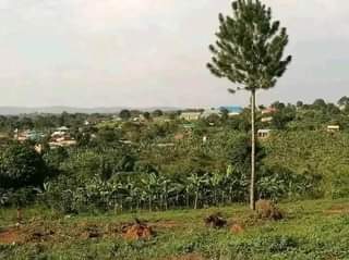 Ssentumbwe B.
