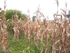 A picture of PLOT 70 170ft FOR SALE IN NAKASEKE KAPEEKA