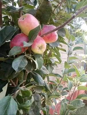 A picture of Apples seedlings