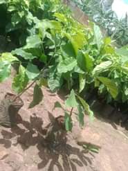 A picture of Our dear customers we are DK nursery seedlings Uganda. We