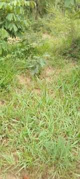 A picture of SHAMBA HEKA SABA LINAUZWA MZENGA ZEGERO WILAYA YA KISARAWE MKOA