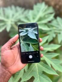 A picture of iPhone X