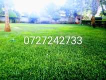 grass