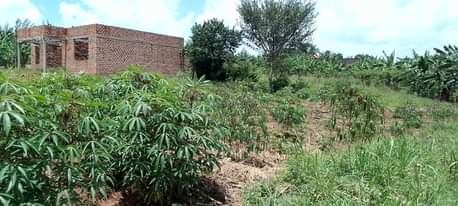 A picture of 50 100 plots at 13m Matugga Kiwebwa 1.5km off Tarmac
