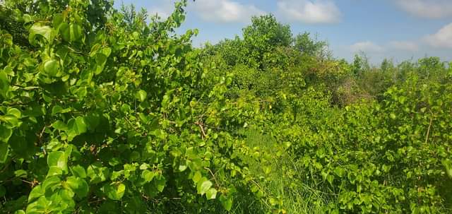 A picture of Shamba la eka 250 linauzwa Kiwangwa