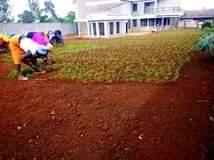 landscaping