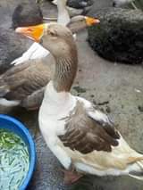 A picture of GUEESE