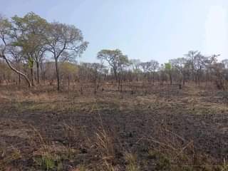 chisamba