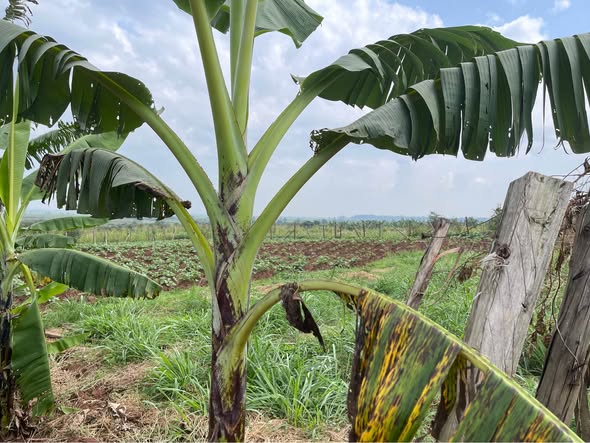 A picture of KIBANJA 1 FERTILE ACRE FOR SALE IN NAKASEKE