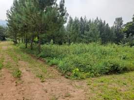 A picture of 9.6 acres for sale in Kitende Kitovu 4km from entebbe