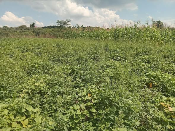 A picture of 5 Acres of land for sale at matugga kilolo kabale