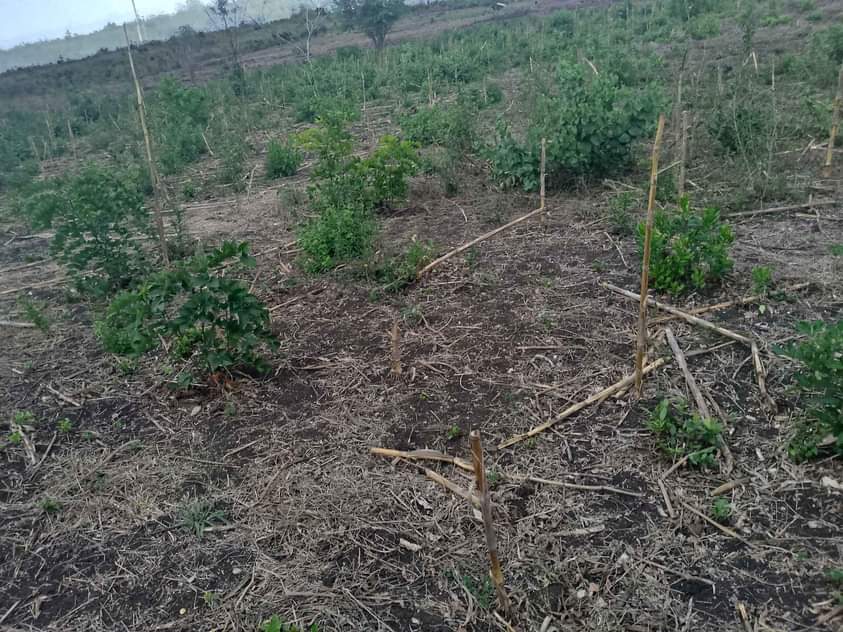 A picture of Shamba KIWANGWA