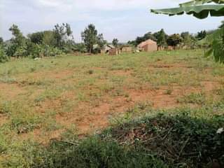 Nsamba M.