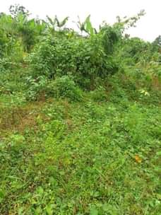 A picture of Land