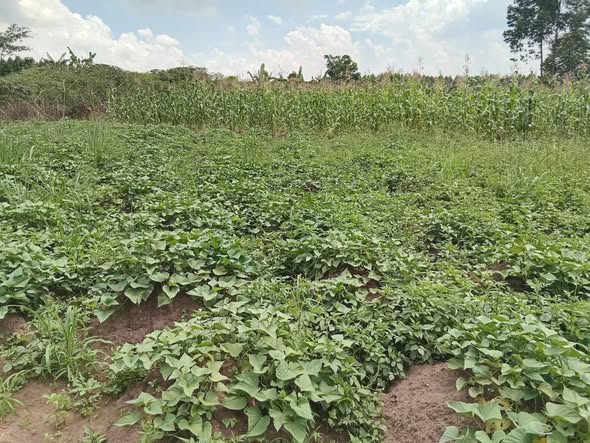 uganda plots