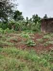A picture of LAND FOR SALE IN BUDDO 45 Decimals with ready private