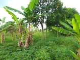 A picture of Anti MR PROPERTY It s an acre of land for