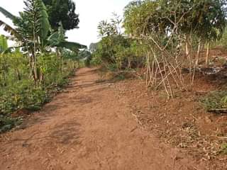 A picture of 50 100ft on sale with ready title at busukuma division