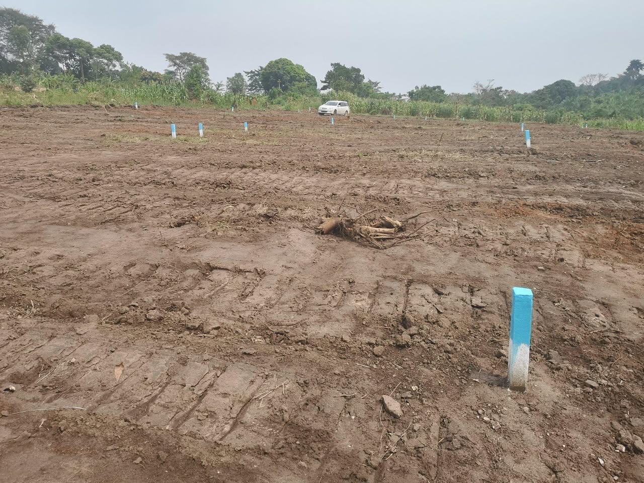 A picture of Plots at 6M 50x100ft