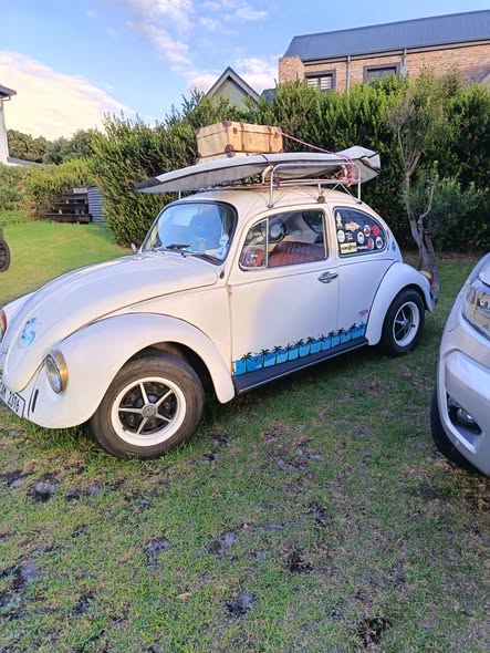 vw beetle