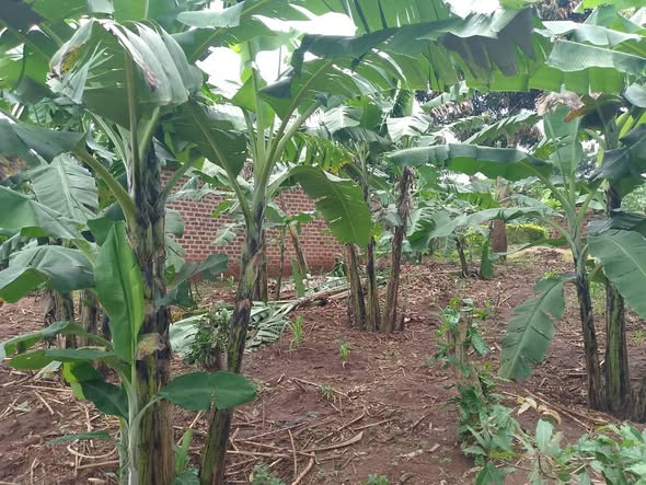 A picture of PLOT 40 80FT WITH A SINGLE ROOM FOR SALE IN