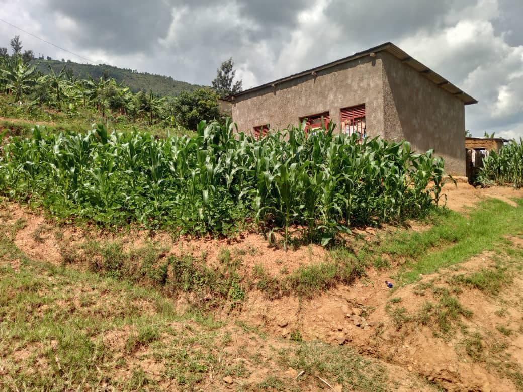 houses for rent