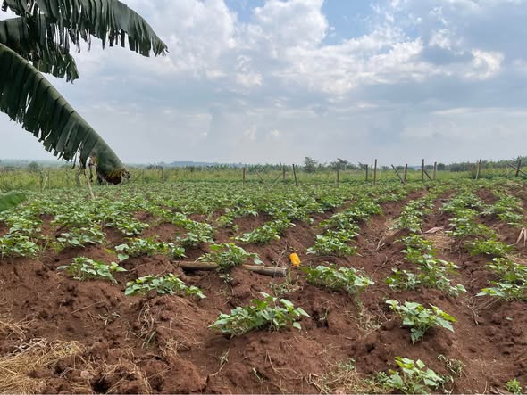 A picture of KIBANJA 1 FERTILE ACRE FOR SALE IN NAKASEKE