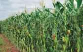 A picture of Green mealies