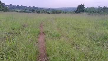A picture of Plots