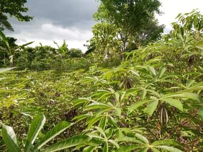 A picture of 100 100FT FOR SALE IN NAKASEKE SEMUTO 4 5M WITH