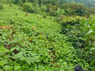 A picture of Busunju
