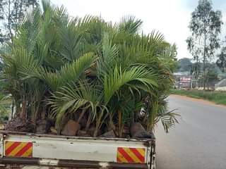 A picture of Plots for sale at 18000000 in matuga kigogwa