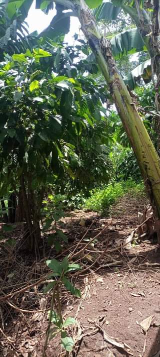 A picture of land for sell