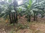 A picture of Matugga migadde plots on sale