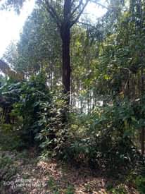 A picture of Ekibanja one acre and half ne kalitunsi waamwo bitundibwa 60m