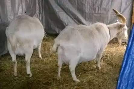 A picture of FEW GOATS REMAINING FOR GRAB WITH FREE DELIVERIES DONE ACROSS