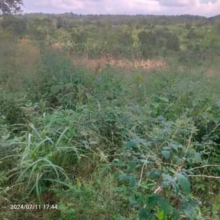 A picture of Half acre an acre kabaka land