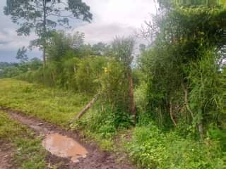 A picture of 20 Acres of titled land at Kiyunga Mukono for sale.