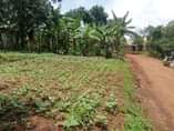 A picture of A plot for sale at Nansana Kawoko