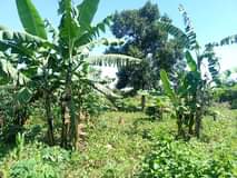 A picture of 7 Acres on sale with fertile soils flat access to
