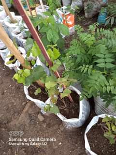 plants