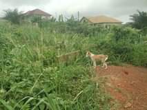 Appiah D.