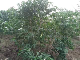 A picture of 1.5 ACRES FOR SALE IN NAKASEKE KAPEEKA BULEMA SENENE VILLAGE