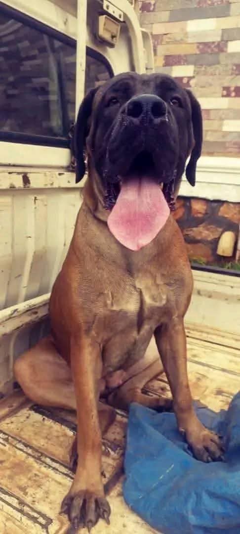 A picture of A house is not a home without a security dog