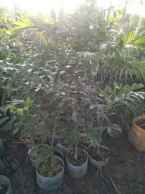 A picture of trees