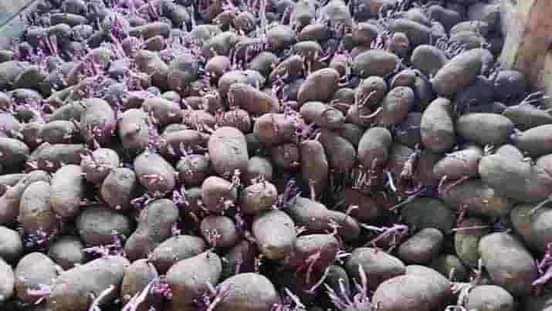 seeds