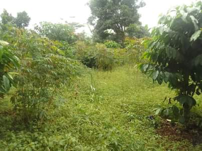 A picture of 200 ft by 65 plot for sale in kisoga along
