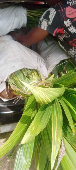A picture of dwalf coconut seedlings