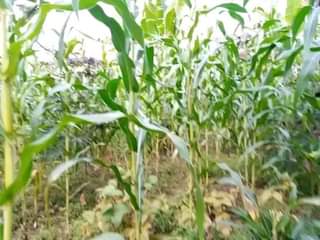 A picture of LAND 121 200 55 188FT FOR SALE IN NAKASEKE KAPEEKA