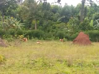A picture of 20 Acres of titled land at Kiyunga Mukono for sale.